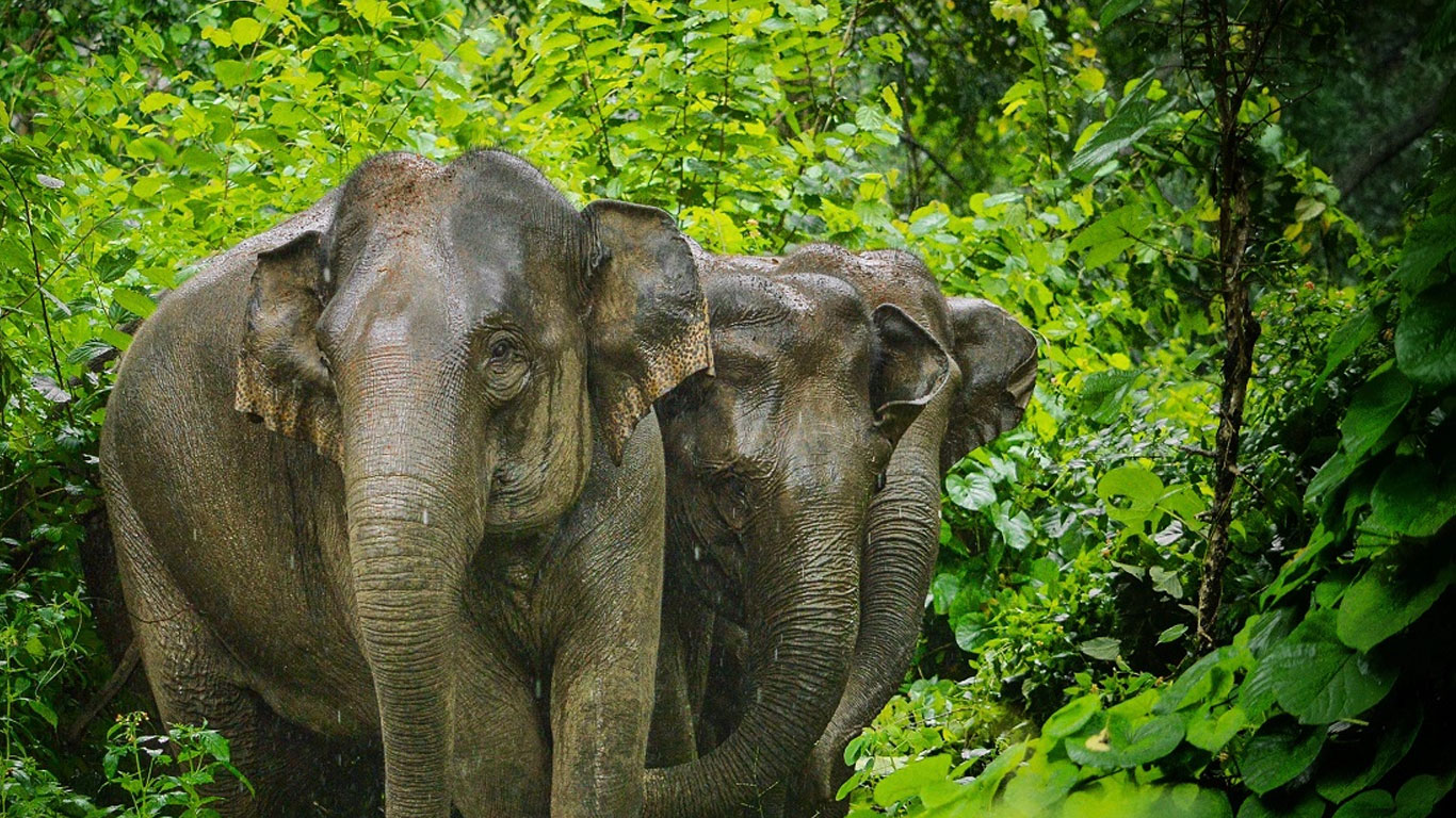 ANU ONEWAY DROPTAXI
